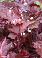 Heuchera mic. 'Palace Purple'