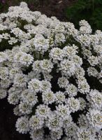 Iberis sempervirens. 'Snowflake'