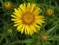 Inula ensifolia