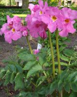 Incarvillea delavayi