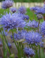 Jasione laevis 'Blaulicht'