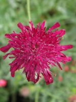 Knautia macedonica