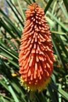 Kniphofia uvaria 'Grandiflora'