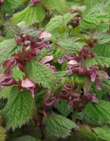 Lamium orvala