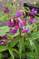 Lathyrus vernus