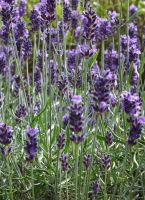 Lavandula angust. 'Hidcote'