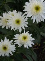 Leucanthemum (S) 'Wirral Supreme'