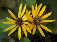 Ligularia dentata 'Othello'