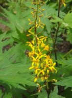 Ligularia przewalskii