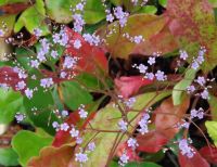 Limonium latifolium