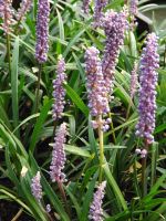 Liriope muscari