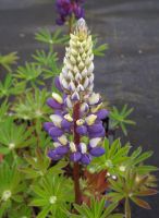 Lupinus 'The Governor'