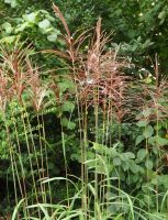 Miscanthus sin. 'Malepartus'