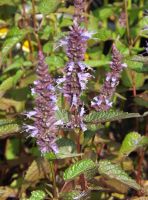 Agastache 'After Eight'