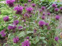 Monarda 'Scorpion'