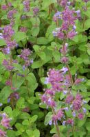 Nepeta racemosa 'Grog'