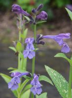 Nepeta sibirica