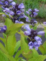 Nepeta subsessilis