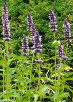 Agastache 'Black Adder'