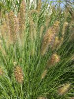 Pennisetum alopecuroides