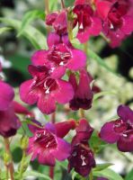 Penstemon 'Rich Ruby'