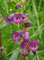 Penstemon 'Sour Grapes'