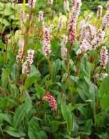 Persicaria aff. 'Superba'