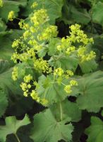 Alchemilla mollis