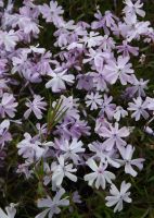 Phlox (S) 'Emerald Cushion Blue'