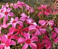 Phlox (S) 'Scarlet Flame'