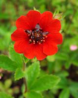 Potentilla 'Gibson's Scarlet'