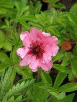 Potentilla nep. 'Miss Willmott'