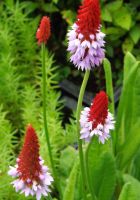 Primula vialii