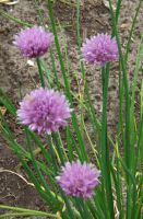 Allium schoenoprasum