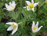 Pulsatilla vulgaris 'Alba'