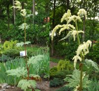 Rheum palmatum tanguticum