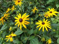 Rudbeckia fulgida 'Goldsturm'