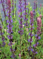 Salvia nemorosa 'Caradonna'