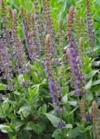 Salvia nemorosa 'Ostfriesland'