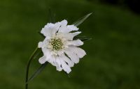 Scabiosa caucasica 'Alba'