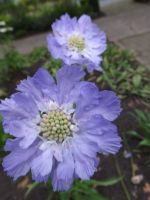 Scabiosa caucasica 'Perfecta'