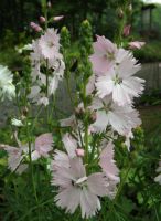 Sidalcea 'Elsie Heugh'