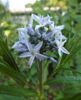 Amsonia ciliata