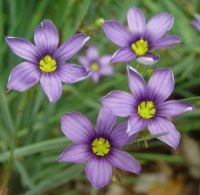 Sisyrinchium angustifolium