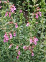 Teucrium x lucidrys