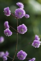 Thalictrum del. ' Hewitt's Double'