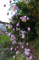 Thalictrum 'Elin'