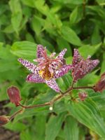 Tricyrtis 'Dark Form'