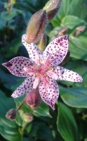 Tricyrtis hirta