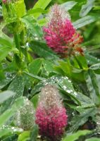 Trifolium rubens